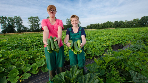 Zwei Personen halten Zucchini in den Händen und stehen auf Feld