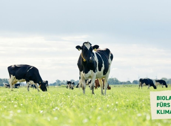 Bioland-Kühe stehen auf einer grünen Weide 